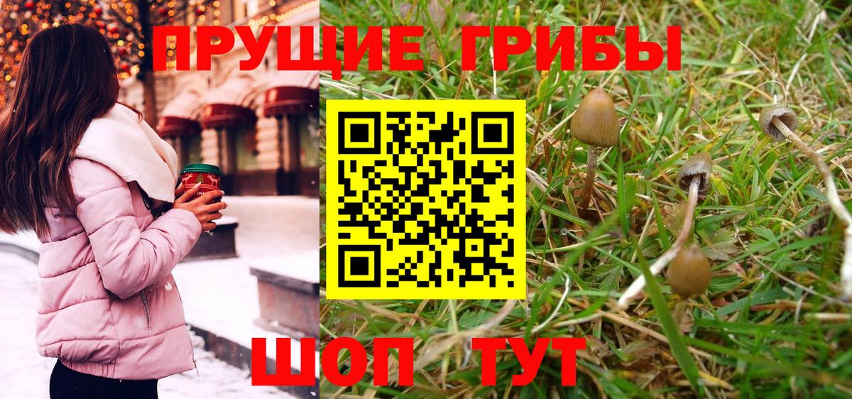 Псилоцибиновые грибы Cubensis Октябрьский